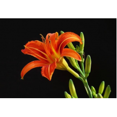 2019母親節送些什麽鮮花？